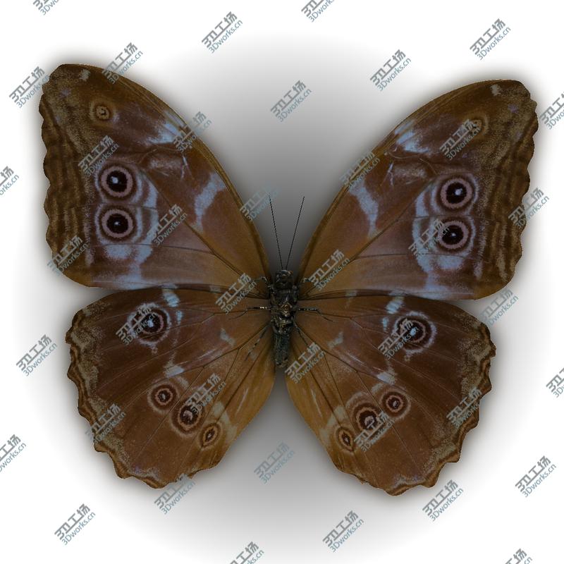 images/goods_img/202104094/Butterfly Blue Morpho/2.jpg